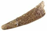 Fossil Pterosaur (Siroccopteryx) Tooth - Morocco #360000-1